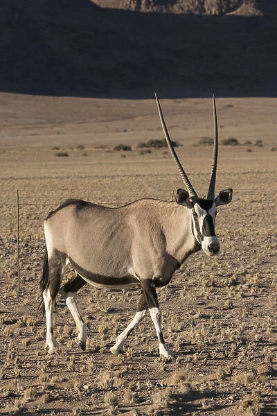 Namibia. A pregnant female Oryx, Oryx gazella, walks while cautiously watching observers