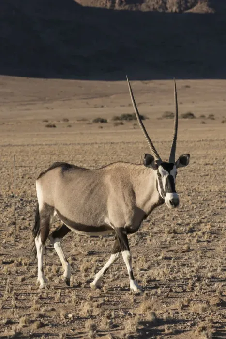 Framed Print : Namibia. A pregnant female Oryx, Oryx gazella, walks while cautiously watching observers Framed Print : Namibia. A pregnant female Oryx, Oryx gazella, walks while cautiously watching observers