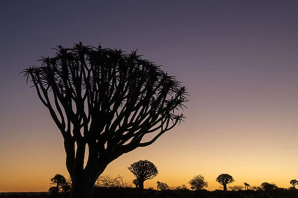 Namibia. A Quiver tree, actually a giant aloe, aloe dichotoma, stands silhouetted