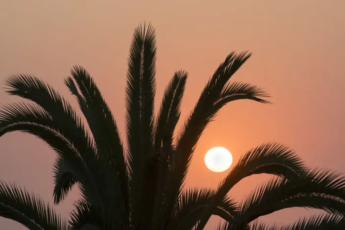 Framed Print : Namibia. Setting sun and a silhouetted palm tree, Swakopmund