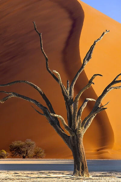 Namibia, Sossusvlei, Namib-Naukluft National Park. Composite of dead tree and sand dune