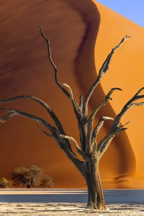 Framed Print : Namibia, Sossusvlei, Namib-Naukluft National Park. Composite of dead tree and sand dune
