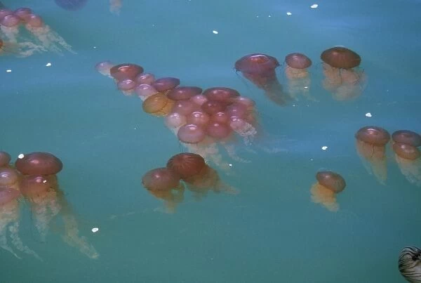 Namibia, Walvis Bay. Floating jellyfish