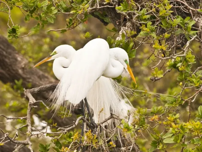 Framed Print : 05. Great Egret, nesting. Credit as: Nancy Rotenberg / Jaynes Gallery / DanitaDelimont Framed Print : 05. Great Egret, nesting. Credit as: Nancy Rotenberg / Jaynes Gallery / DanitaDelimont
