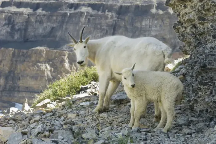 Framed Print : Nanny Mountain Goat and kid, Oreamnos Americanus, on rocky ledge, Mount Timpanogas Wilderness Framed Print : Nanny Mountain Goat and kid, Oreamnos Americanus, on rocky ledge, Mount Timpanogas Wilderness