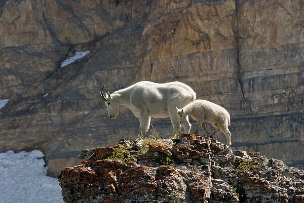 Nanny Mountain Goat and Kid, Oreamnos Americanus, on rocky ledge, Mount Timpanogas Wilderness