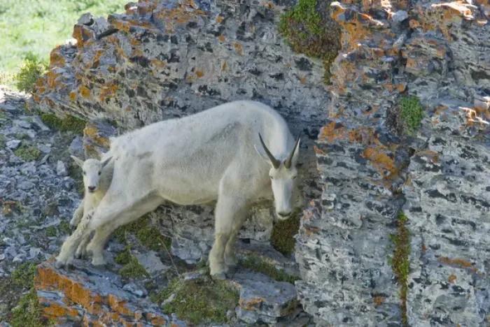 Framed Print : Nanny Mountain Goat and Kid, Oreamnos Americanus, on rocky ledge, Mount Timpanogas Wilderness Framed Print : Nanny Mountain Goat and Kid, Oreamnos Americanus, on rocky ledge, Mount Timpanogas Wilderness