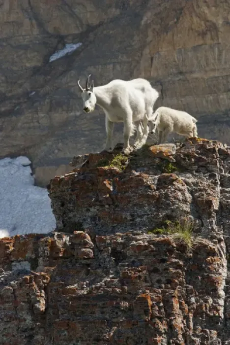 Framed Print : Nanny Mountain Goat and Kid, Oreamnos Americanus, on rocky ledge, Mount Timpanogas Wilderness Framed Print : Nanny Mountain Goat and Kid, Oreamnos Americanus, on rocky ledge, Mount Timpanogas Wilderness