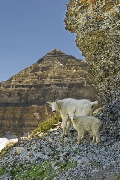 Nanny Mountain Goat with Kid, Oreamnos Americanus, on rocky ledge, Mount Timpanogas