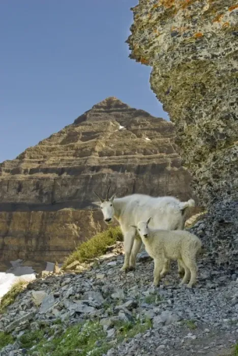 Framed Print : Nanny Mountain Goat with Kid, Oreamnos Americanus, on rocky ledge, Mount Timpanogas Framed Print : Nanny Mountain Goat with Kid, Oreamnos Americanus, on rocky ledge, Mount Timpanogas