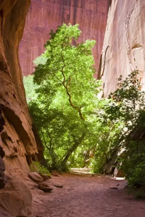Framed Print : A narrow path leading to a sunlit tree contrasted against the red sandstone walls Framed Print : A narrow path leading to a sunlit tree contrasted against the red sandstone walls