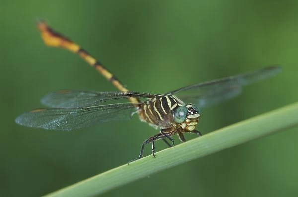 Narrow-striped Forceptail, Aphylla protracta, adult on Cattail, Willacy County, Rio Grande Valley
