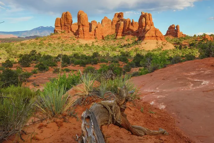 Framed Print : Narrowleaf yucca, The Windows, Arches National Park, Utah, US Framed Print : Narrowleaf yucca, The Windows, Arches National Park, Utah, US