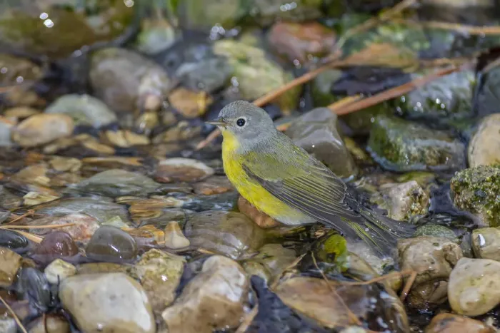 Framed Print : Nashville Warbler (Leiothlypis ruficapilla) bathing Marion County, Illinois Framed Print : Nashville Warbler (Leiothlypis ruficapilla) bathing Marion County, Illinois