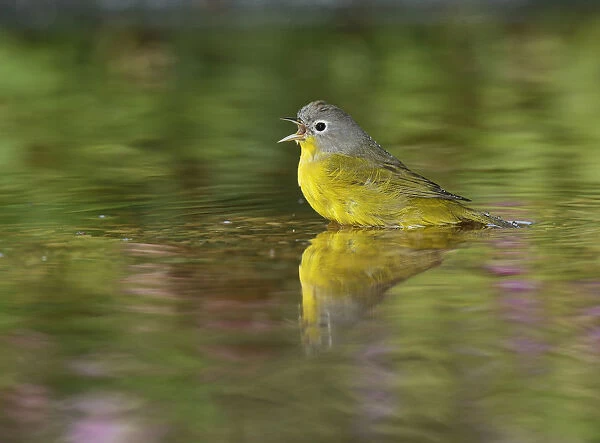 Nashville Warbler (Vermivora ruficapilla), adult bathing in pond, Hill Country, Texas