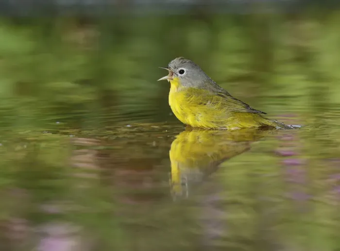 Framed Print : Nashville Warbler (Vermivora ruficapilla), adult bathing in pond, Hill Country, Texas Framed Print : Nashville Warbler (Vermivora ruficapilla), adult bathing in pond, Hill Country, Texas