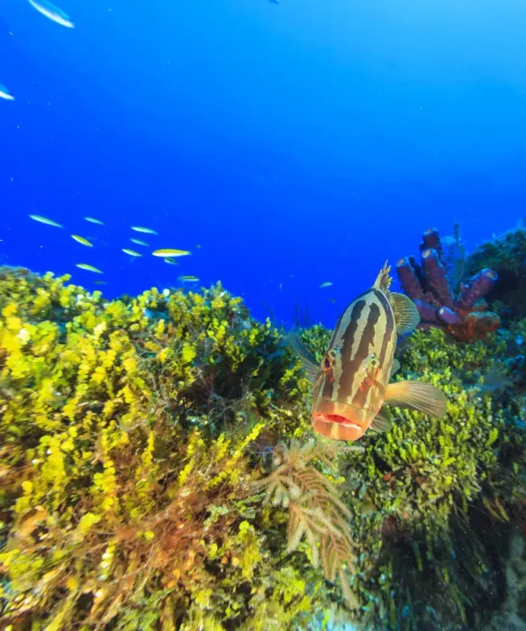 Framed Print : Nassau Grouper, Northern Bahamas, Caribbean