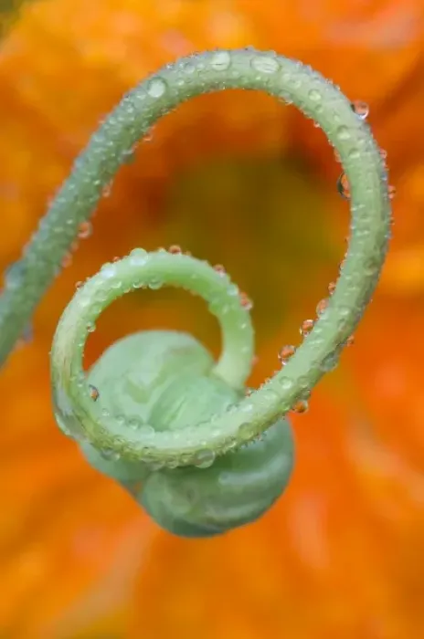 Framed Print : Nasturtium curl with rain Framed Print : Nasturtium curl with rain