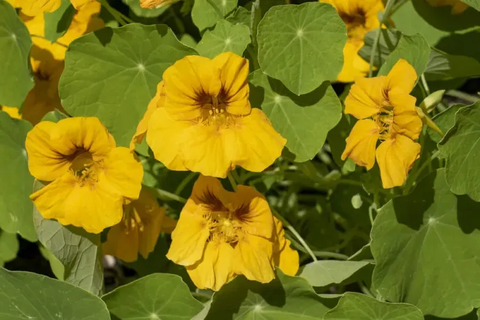 Framed Print : Nasturtiums growing in and around a plant cage