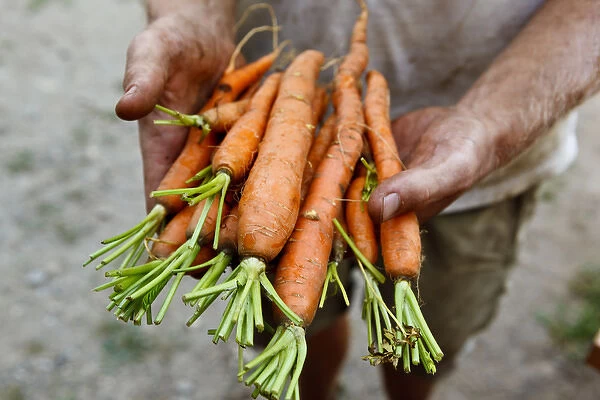 Nate Frigard holding carrots recently harvested for the Community Supported Agriculture
