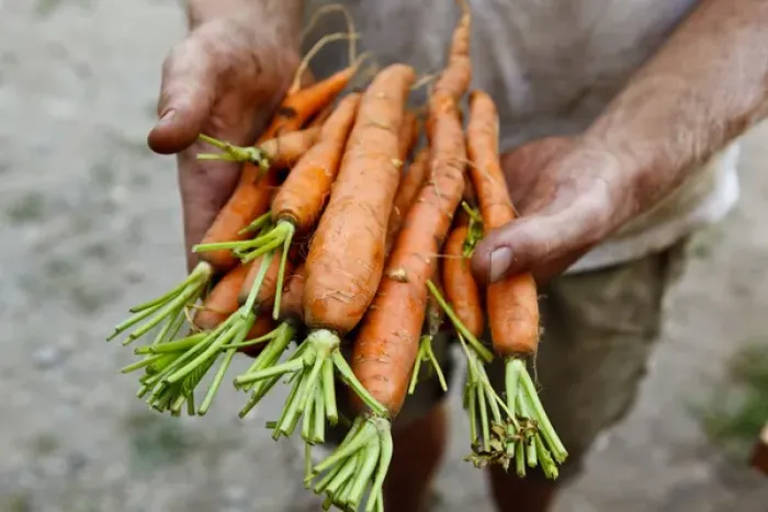 Framed Print : Nate Frigard holding carrots recently harvested for the Community Supported Agriculture