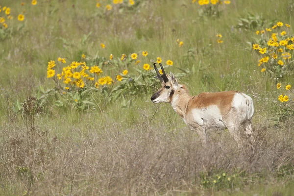 National Bison Range, Montana, USA. Pronghorn buck standing in a field of arrow-leaved