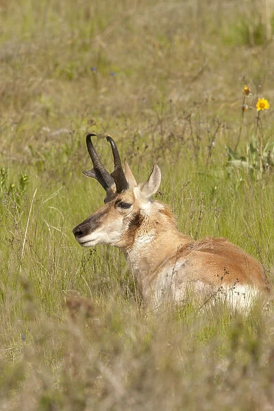 National Bison Range, Montana, USA. Male pronghorn resting in a meadow