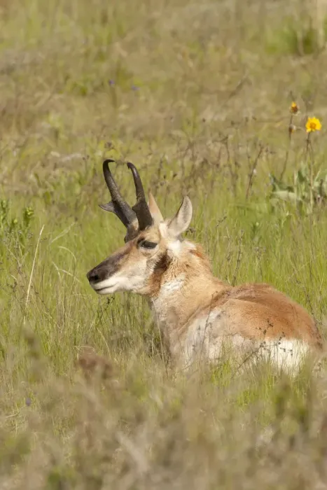 Framed Print : National Bison Range, Montana, USA. Male pronghorn resting in a meadow