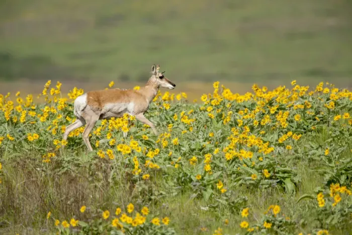 Framed Print : National Bison Range, Montana, USA. Pronghorn doe with a yellow ear tag walking in Framed Print : National Bison Range, Montana, USA. Pronghorn doe with a yellow ear tag walking in
