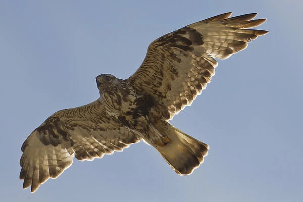 National Petroleum Reserve-Alaska (NPR-A), a male rough-legged hawk soars near its nest