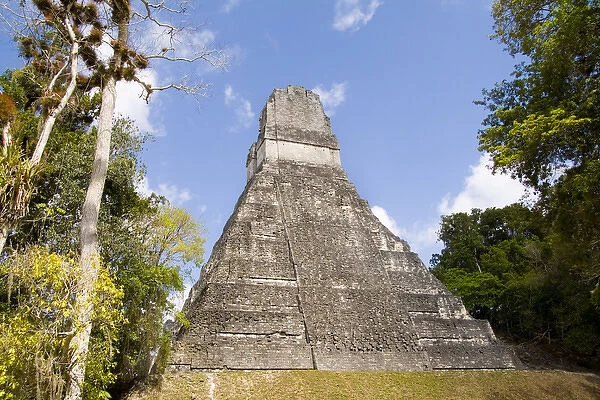 National tree called Kapok or Keiba Tree next to Tower 1 at the famous Mayan Ruins