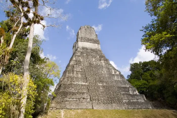 Framed Print : National tree called Kapok or Keiba Tree next to Tower 1 at the famous Mayan Ruins