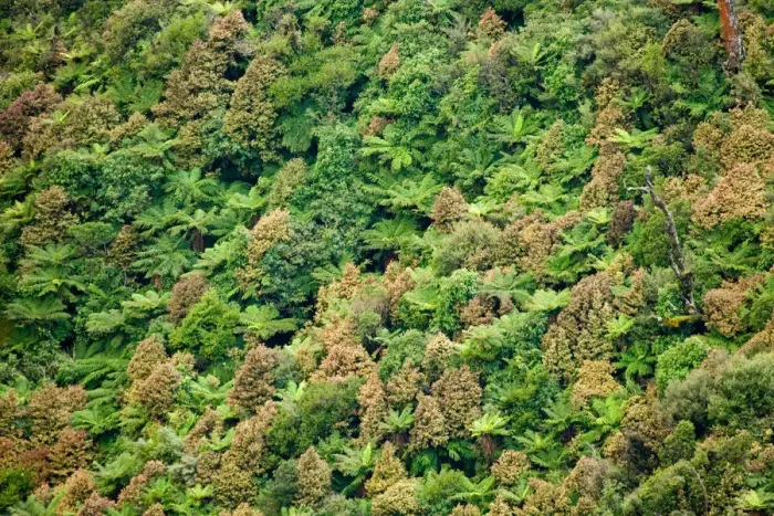 Framed Print : Native Bush, Ruahine Forest Park, Ruahine Ranges, Tararua, North Island, New Zealand Framed Print : Native Bush, Ruahine Forest Park, Ruahine Ranges, Tararua, North Island, New Zealand