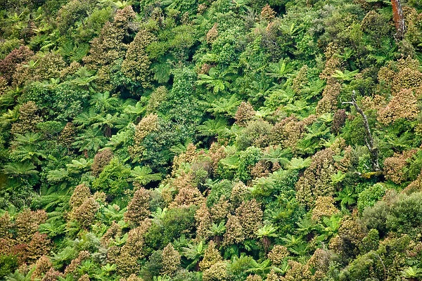 Native Bush, Ruahine Forest Park, Ruahine Ranges, Tararua, North Island, New Zealand