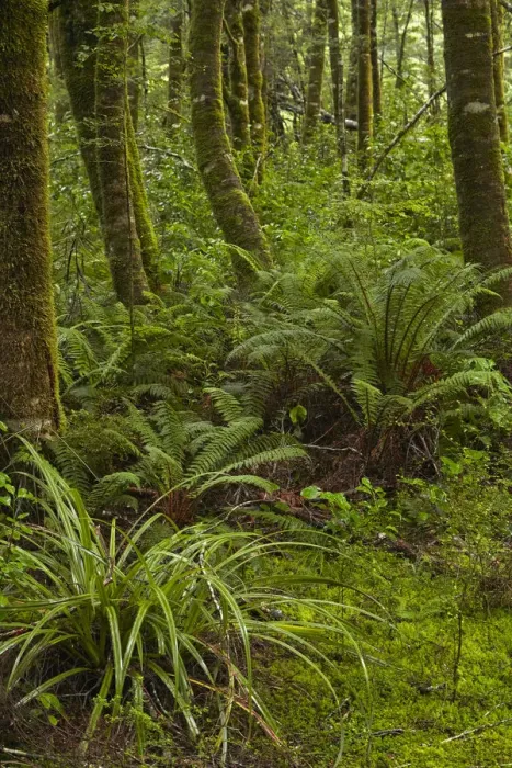 Framed Print : Native forest beside Blue Pools Track, Mount Aspiring National Park, Hst Pass, near Makarora Framed Print : Native forest beside Blue Pools Track, Mount Aspiring National Park, Hst Pass, near Makarora