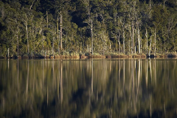 Native Forest Reflected in Lake Mahinapua, near Hokitika, West Coast, South Island