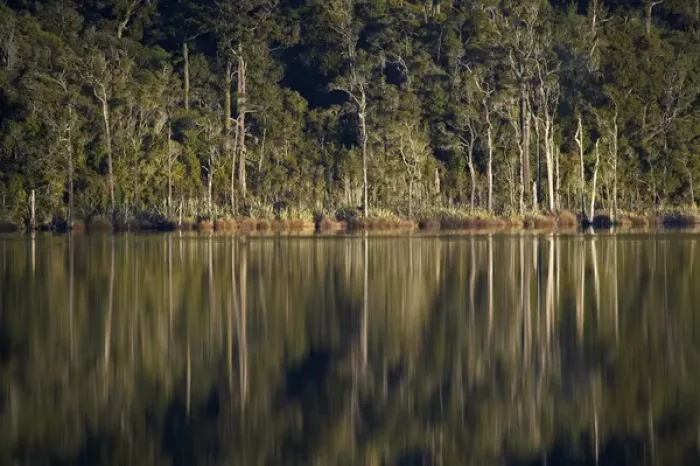 Framed Print : Native Forest Reflected in Lake Mahinapua, near Hokitika, West Coast, South Island Framed Print : Native Forest Reflected in Lake Mahinapua, near Hokitika, West Coast, South Island