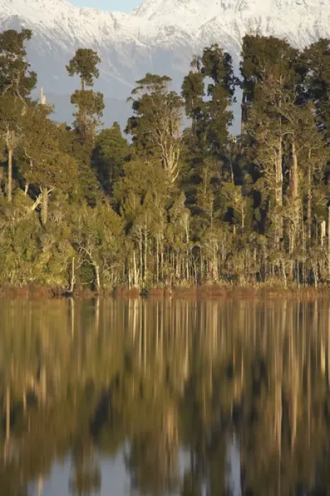 Framed Print : Native Forest Reflected in Lake Mahinapua, near Hokitika, West Coast, South Island Framed Print : Native Forest Reflected in Lake Mahinapua, near Hokitika, West Coast, South Island