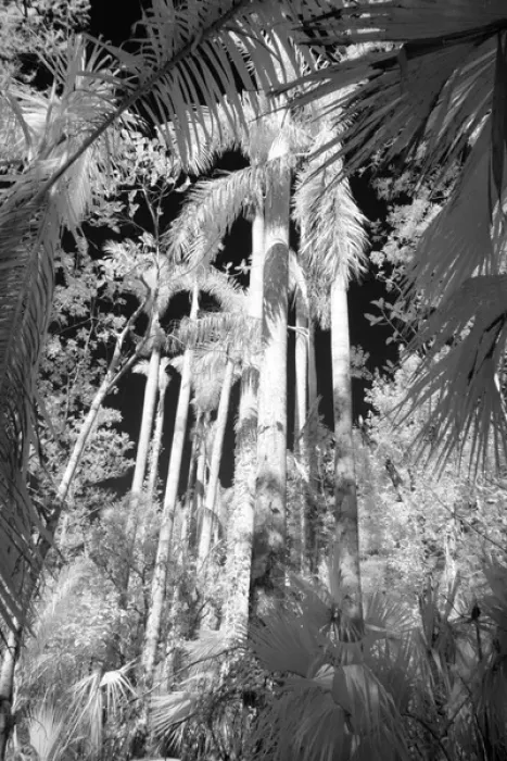 Framed Print : Native Royal Palms in Fakahatchee Strand, Florida, USA
