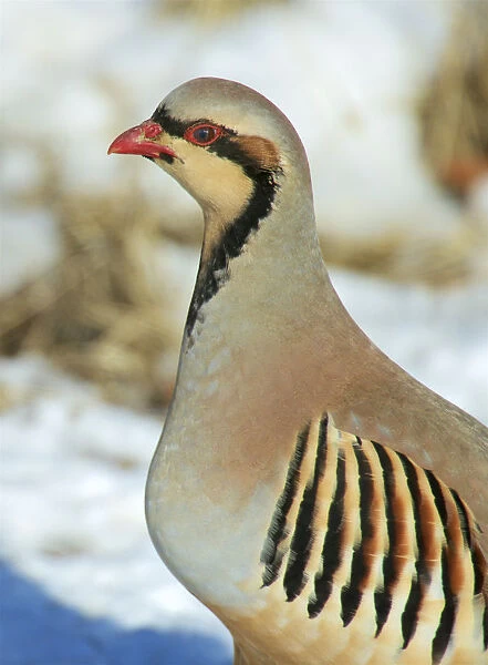A native of southern Eurasia, the Chukar was introduced to North America as a game bird