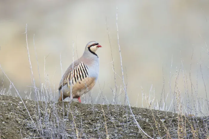 Framed Print : Native of southern Eurasia, the Chukar Partridge was introduced to North America as a game bird