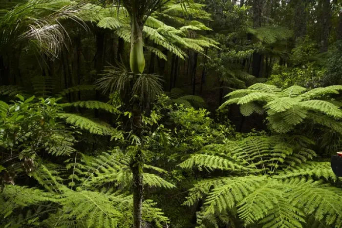Framed Print : Native tree ferns at Parry Kauri Park, Warkworth, Auckland Region, North Island Framed Print : Native tree ferns at Parry Kauri Park, Warkworth, Auckland Region, North Island