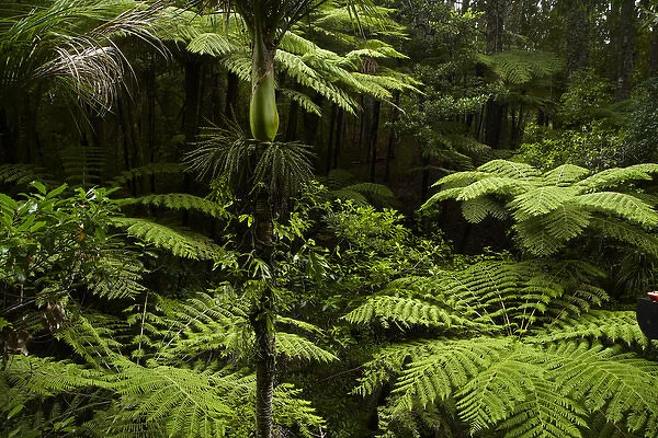 Native tree ferns at Parry Kauri Park, Warkworth, Auckland Region, North Island