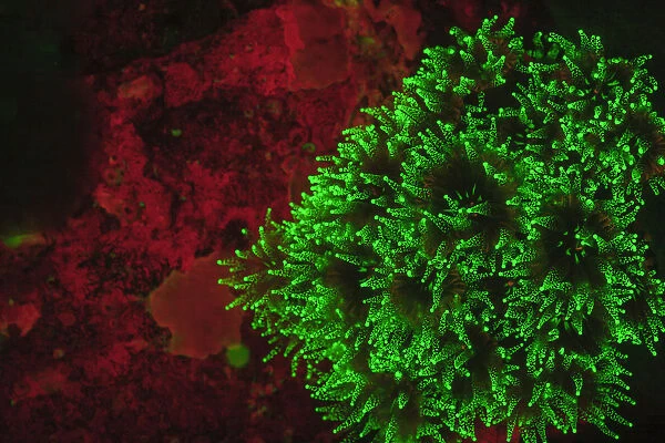 natural occuring Fluorescence emitted at night using special uv blocking filters