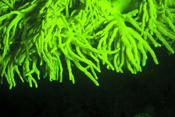 Natural occuring fluorescence in underwater soft coral (Sinularia sp. ), captured