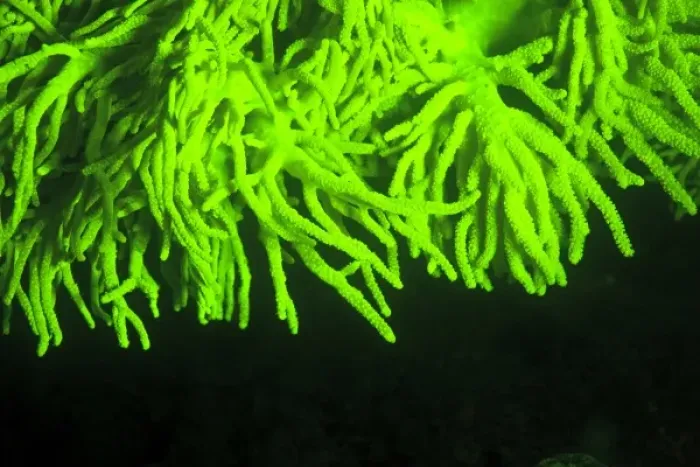 Framed Print : Natural occuring fluorescence in underwater soft coral (Sinularia sp. ), captured Framed Print : Natural occuring fluorescence in underwater soft coral (Sinularia sp. ), captured