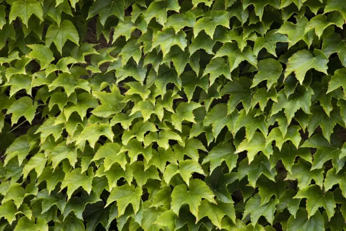 Framed Print : Natural plants and leaves growing on wall in Provence region of Southern France