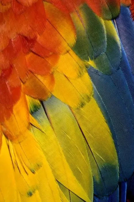 Framed Print : Nature, Fauna