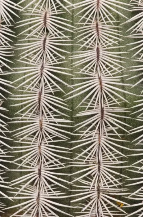 Framed Print : Nature, Fauna