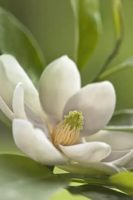 Framed Print : Nature, Flora